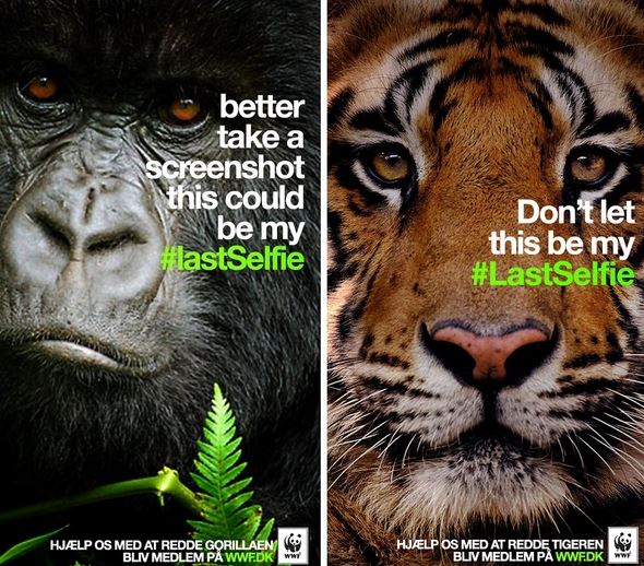 WWF avec sa campagne #Lastselfie Snapchat